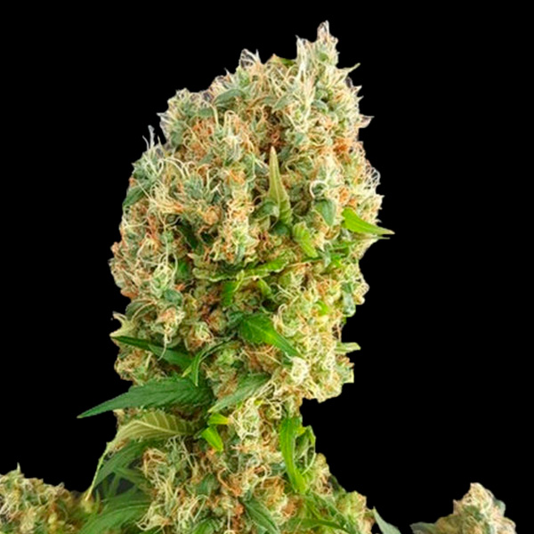 Semilla feminizada Chemdog Gorilla de Expert Seeds para cultivo de cannabis