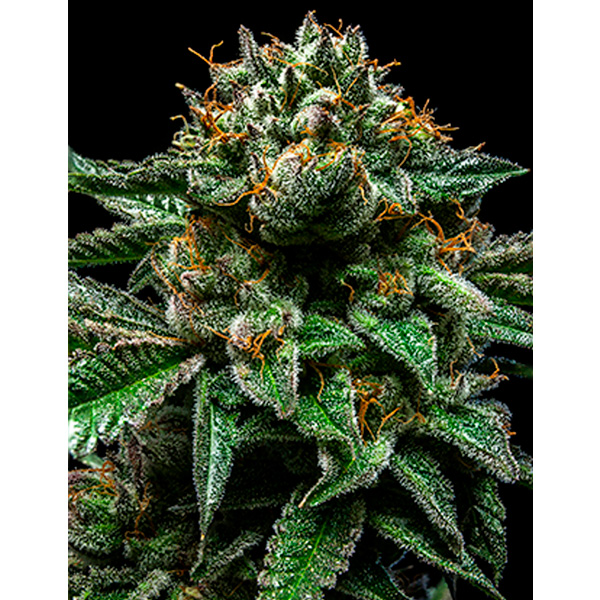 planta Chempie 1 u fem de Ripper Seeds en etapa de crecimiento