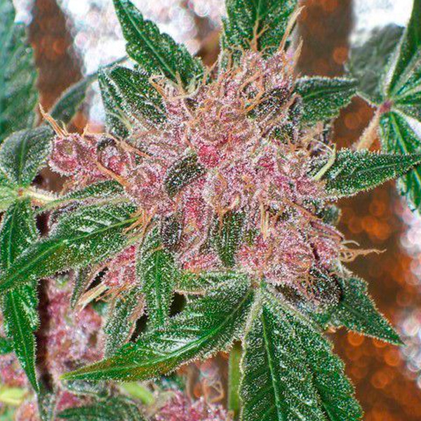 Semillas feminizadas Cherries Jubilee de The Cali Connection