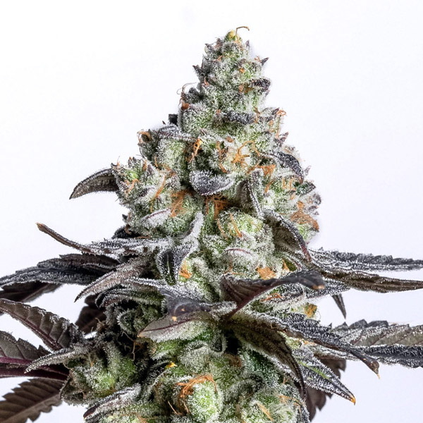 Semillas feminizadas Cherry Cake de Elev8 Seeds para cultivo de cannabis