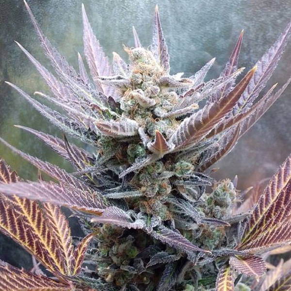 Semillas feminizadas Cherry Cookies de Pure Instinto para cultivo