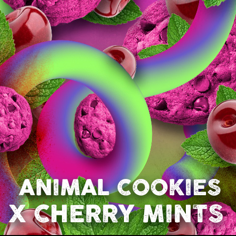 Semillas feminizadas Cherry Cookies Mints de Tramuntana Seeds para cultivo de cannabis