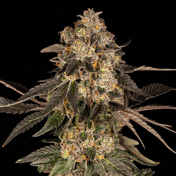 Semillas feminizadas Cherry Fritter de Cookies Seed Bank para cultivo de cannabis