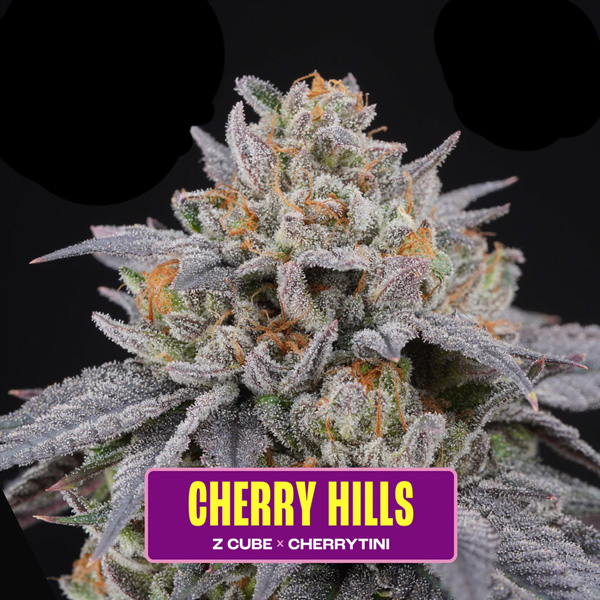 Semillas feminizadas Cherry Hills de Perfect Tree para cultivo