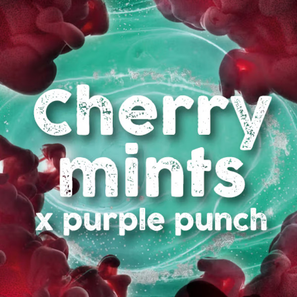 Semillas feminizadas Cherry Mints de Tramuntana Seeds para cultivo