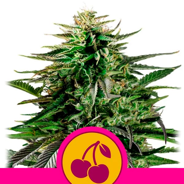 Semillas feminizadas Cherry Pie 1U Royal Queen para cultivo