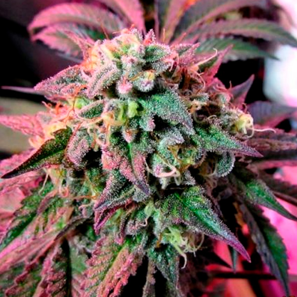 Semillas feminizadas Cherry Pie para cultivo
