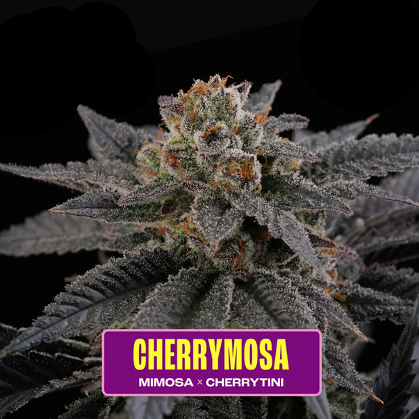 semillas feminizadas Cherrymosa de Perfect Tree para cultivo