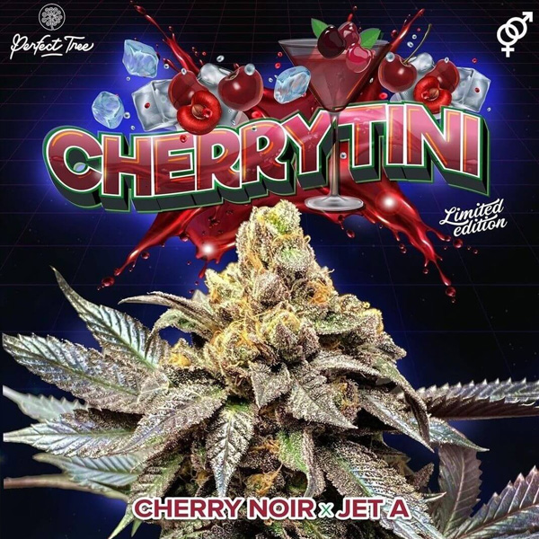 Semillas feminizadas Cherrytini de Perfect Tree para cultivo