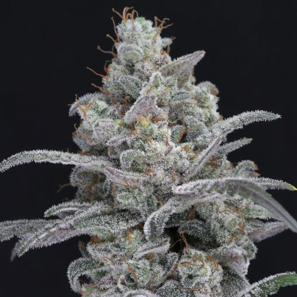 semillas feminizadas Chimera Crasher Pure Instinto para cultivo