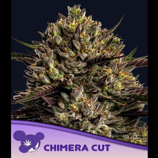 Semillas feminizadas Chimera Cut 3 unidades para cultivo