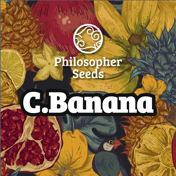 semillas feminizadas Chiquita Banana de Philosopher Seeds para cultivo