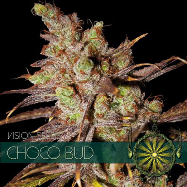 Semillas feminizadas Choco Bud de Vision Seeds para cultivo de cannabis