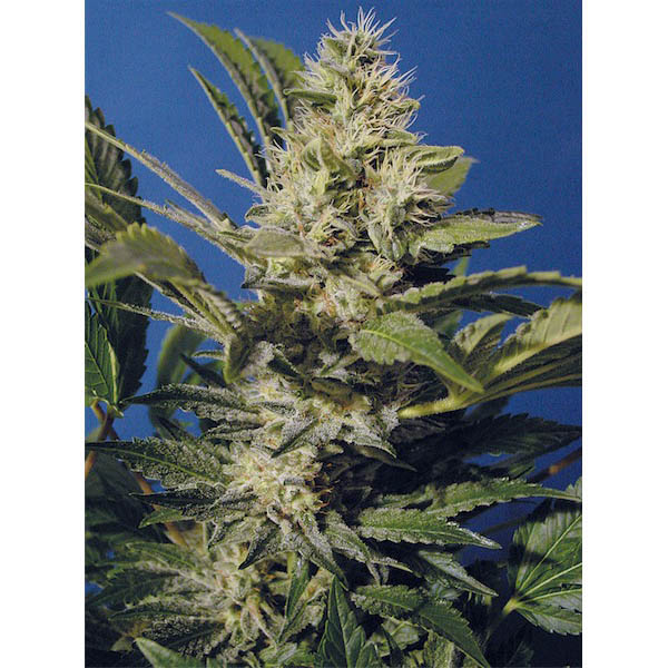 Paquete de 10 semillas regulares Chocolate Chunk de TH Seeds para cultivo