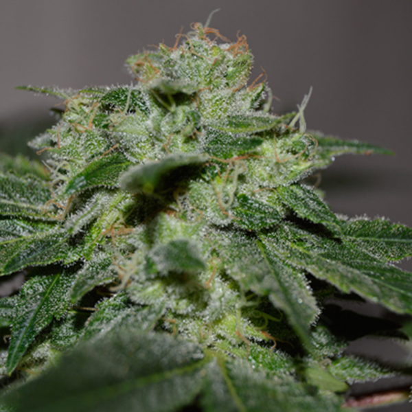 semillas feminizadas Chocolate Heaven de G13 Labs para cultivo