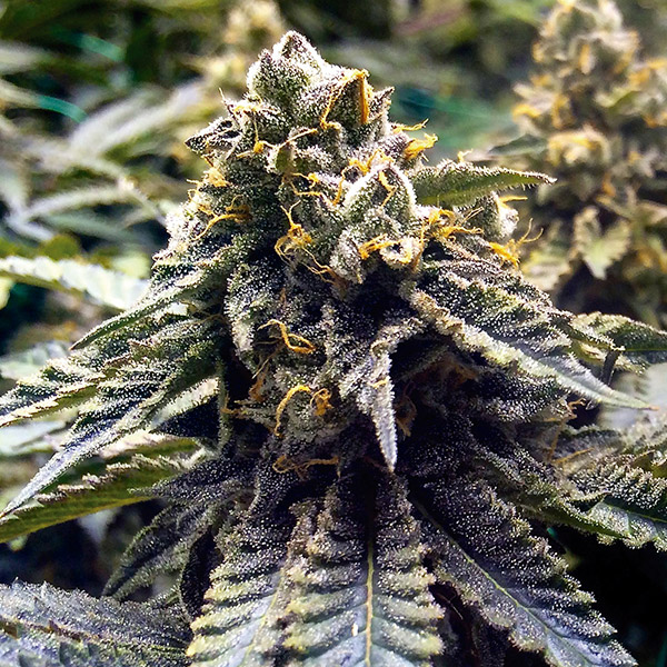 Paquete de semillas Chocolate Mint OG de Humboldt Seed Organization