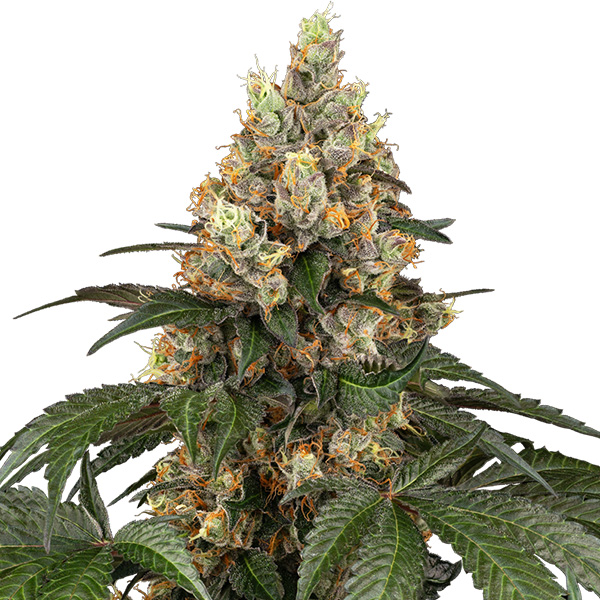 Paquete de semillas feminizadas Chocolate Rainbow XXL de Sensi Seeds
