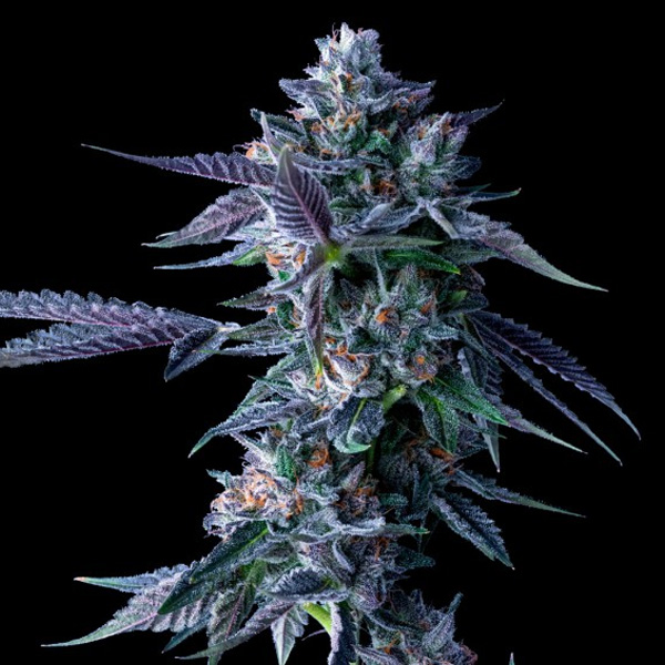 Semillas feminizadas Chocolope de DNA Genetics para cultivo