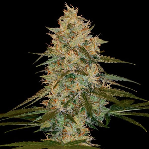 semillas feminizadas Chocolope Kush DNA Genetics para cultivo