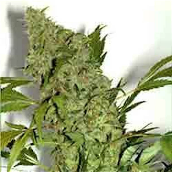 Semillas feminizadas Chronic 6 de Serious Seeds para cultivo de cannabis