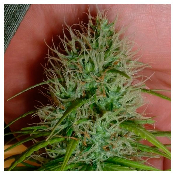 semillas regulares Chrystal de Nirvana Seeds para cultivo