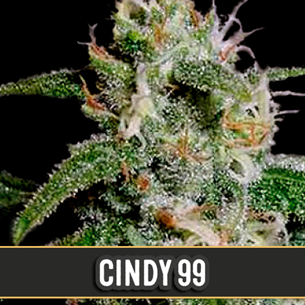 semillas feminizadas Cindy 99 de Blimburn Seeds para cultivo