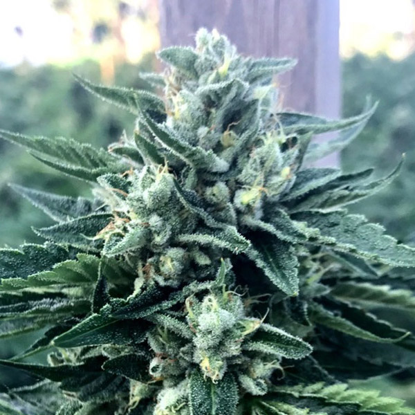 Paquete de 3 semillas Cinnamon Buddha de Humboldt Seed Organization