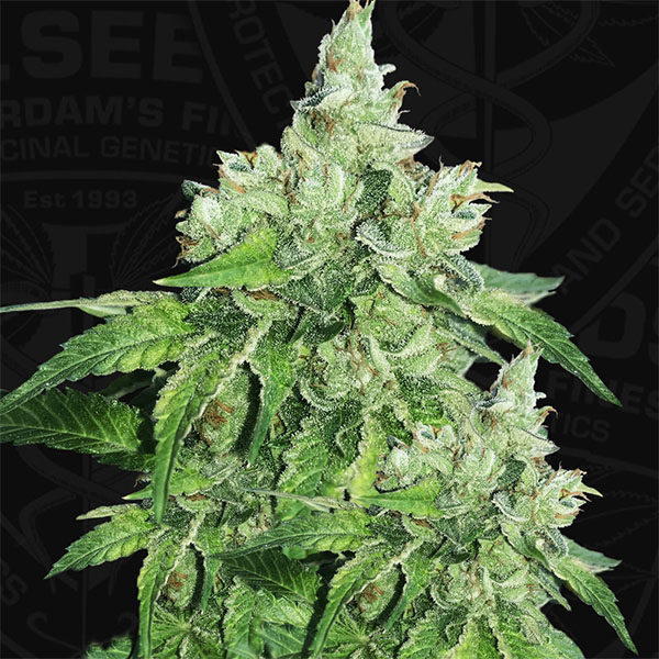 Dos semillas feminizadas Citron Givré de TH Seeds para cultivo