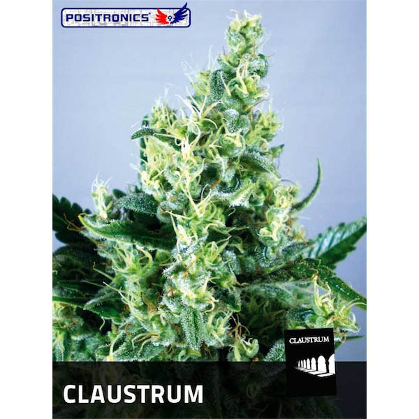 Tres semillas feminizadas Claustrum de Positronics Seeds para cultivo