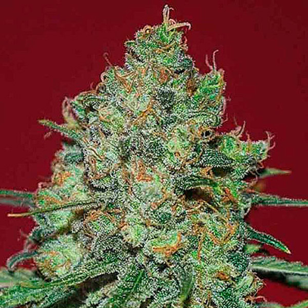 Semilla feminizada Clinical White CBD de Expert Seeds para cultivo de cannabis medicinal