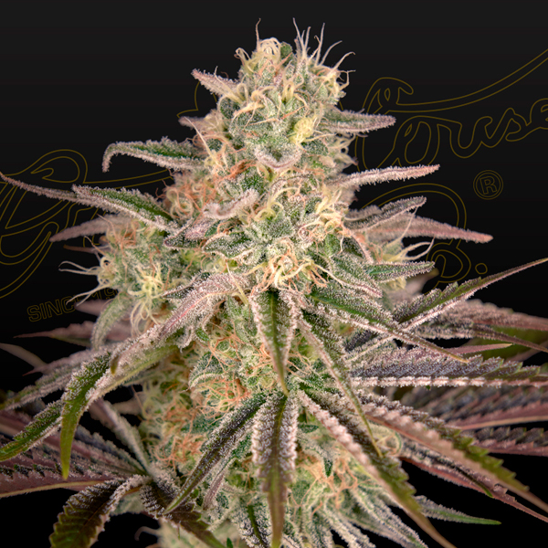 semillas feminizadas Cloudwalker para cultivo interior y exterior