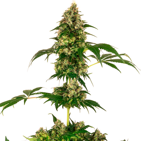 Planta de cannabis Cobalt Haze 1 autofloreciente feminizada Sensi Seeds