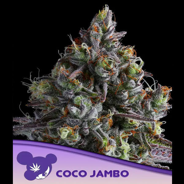 Semillas feminizadas Coco Jambo para cultivo de cannabis
