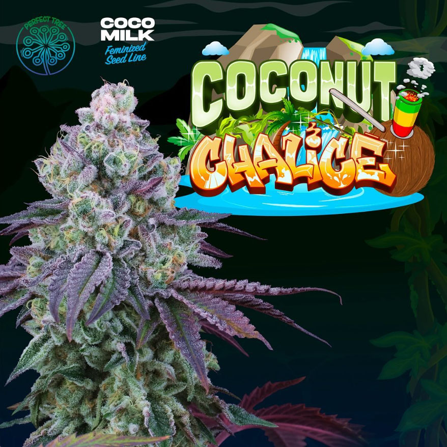 Semillas feminizadas Coconut Chalice de Perfect Tree para cultivo