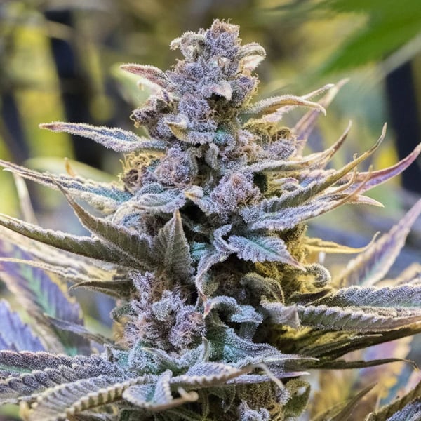 Semillas Cookielato 3 unidades de Silent Seeds para cultivo