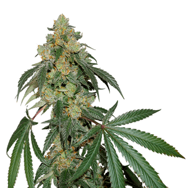 semilla feminizada Cookies Fast de Seedstockers para cultivo de cannabis