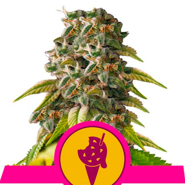 Semilla feminizada Cookies Gelato Royal Queen para cultivo