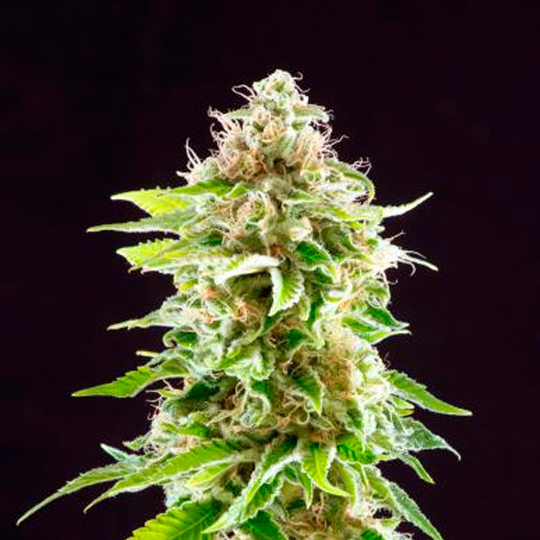 Semillas feminizadas Cookies Haze de Kannabia Seeds para cultivo de cannabis