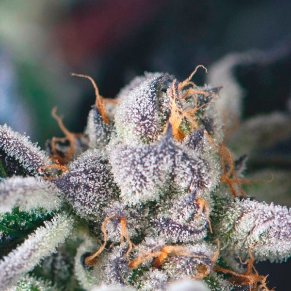 Paquete de semillas feminizadas Cookies USA de Pyramid Seeds para cultivo