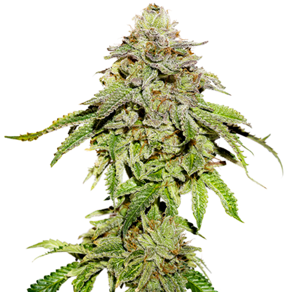 semilla feminizada Cookies and Cream de Seedstockers para cultivo