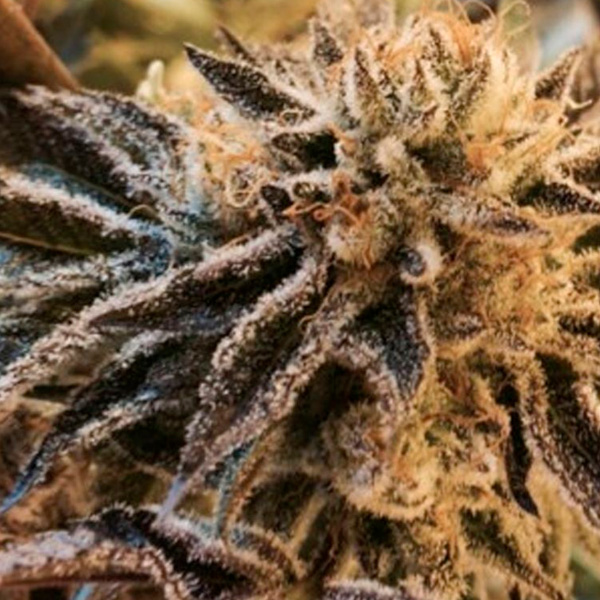 Semillas feminizadas Corleone Kush de The Cali Connection para cultivo