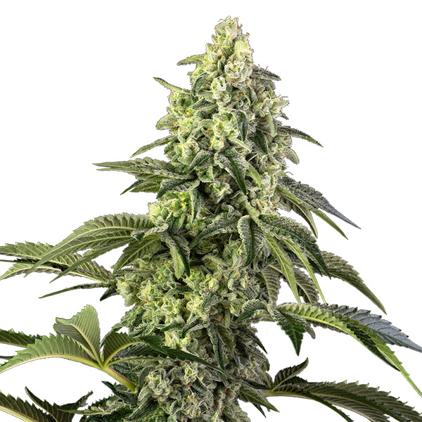 Semillas feminizadas Cosmic Kiss de Sensi Seeds para cultivo de cannabis