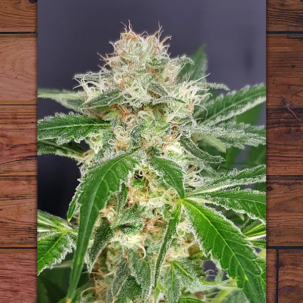 semillas feminizadas Country Girl de The Outlaw Seeds para cultivo