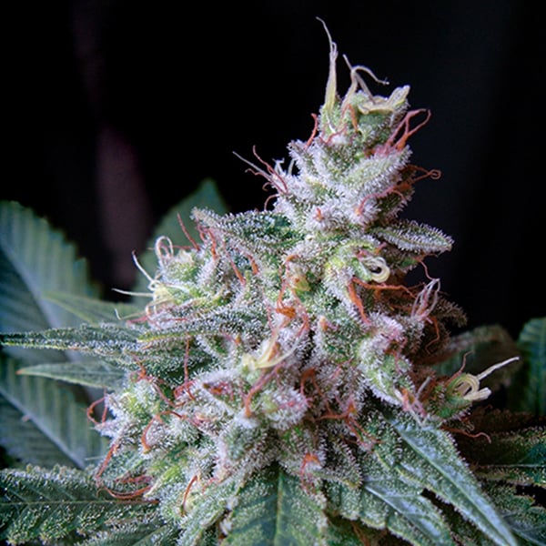 semillas feminizadas Cream Caramel Fast Version de Sweet Seeds
