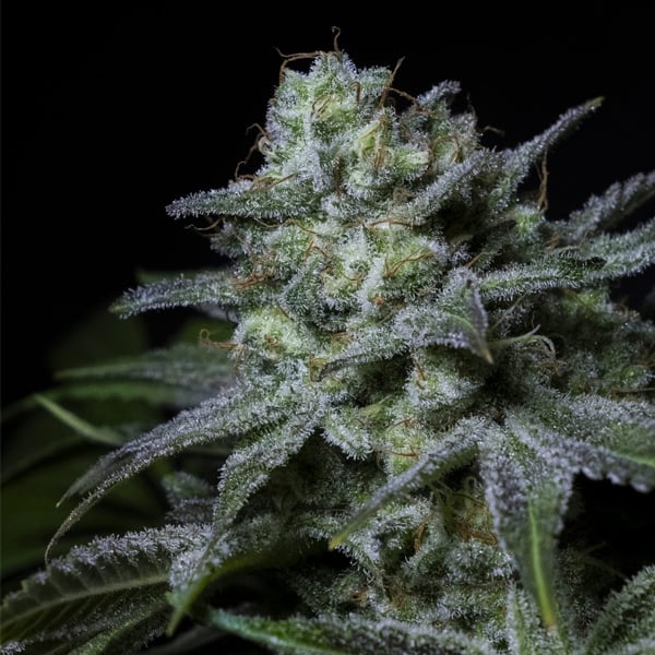 semilla feminizada Cream Kong de Positronics Seeds para cultivo