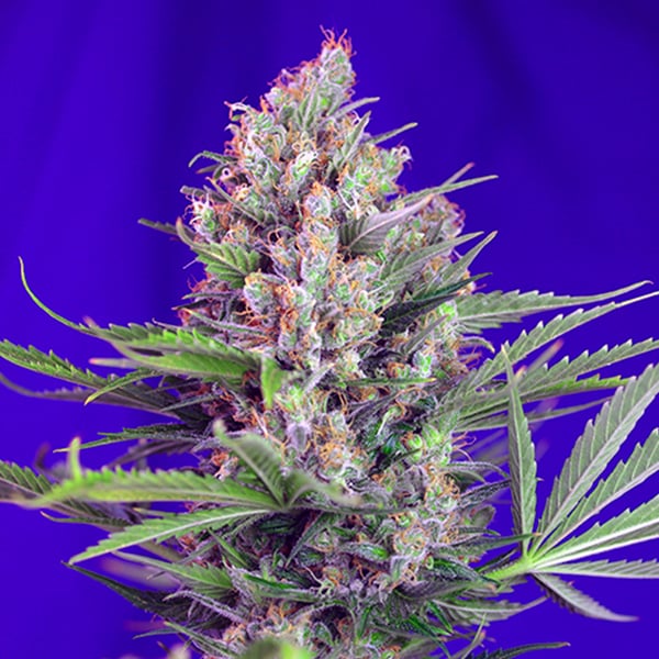 semillas feminizadas Cream Mandarine F1 Fast Version de Sweet Seeds