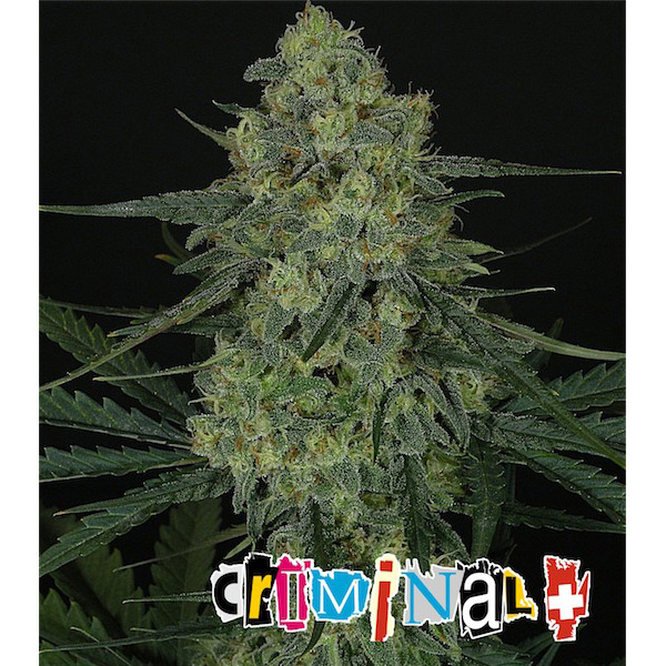 Criminal feminizadas Ripper Seeds