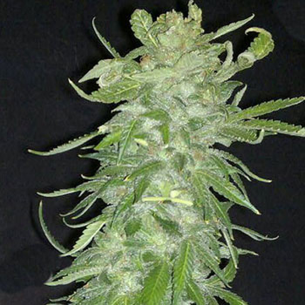 Semillas feminizadas Cristal Paradise de K.C. Brains para cultivo