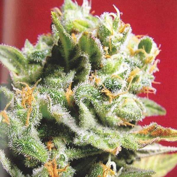 semillas feminizadas Cristal Limit de K.C. Brains para cultivo