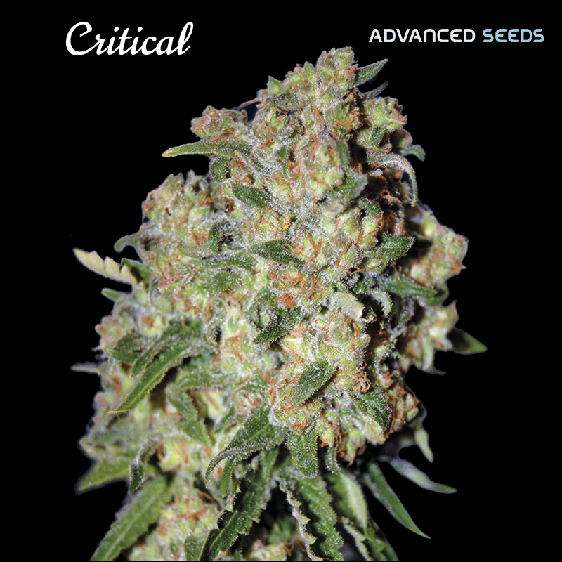 Planta Critical 3.1 autofloreciente feminizada Advanced Seeds